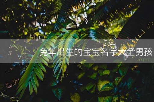 兔年出生的宝宝名字大全男孩 属兔男孩取名字