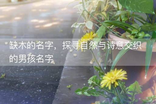 缺木的名字,探寻自然与诗意交织的男孩名字 缺木的名字,探寻自然与诗意交织的男孩名字