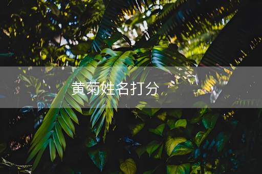黄菊姓名打分